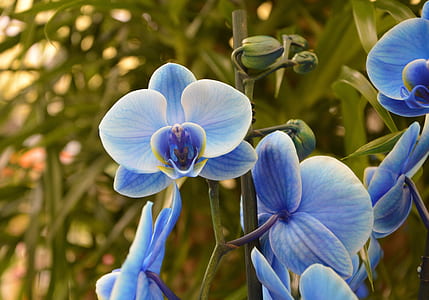 close-up photo of blue moth orchid thumbnail