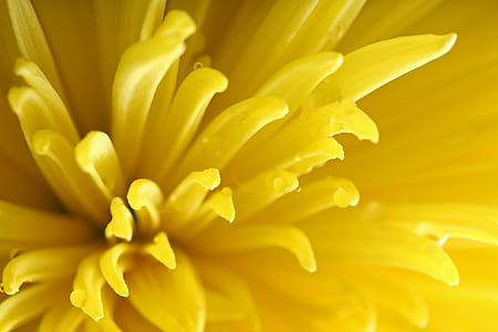 macro photography of yellow chrysanthemum flower thumbnail
