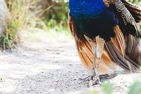 Male Peacock Feet And Feathers Photo thumbnail