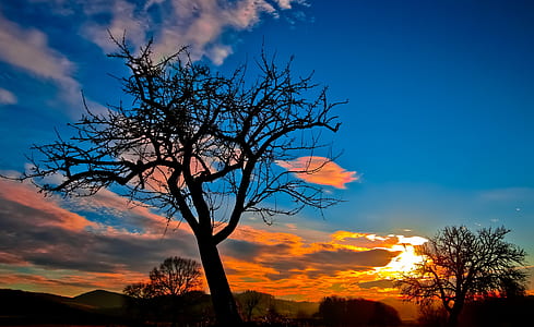 bare tree under cloudy sky thumbnail