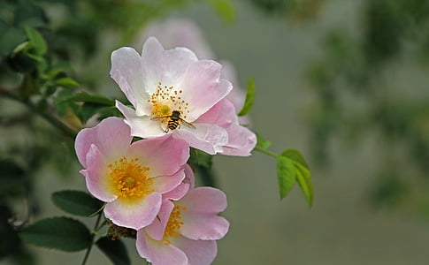honey bee resting on pink flower thumbnail