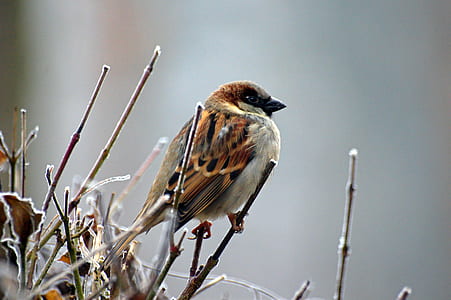 Eurasian tree sparrow thumbnail