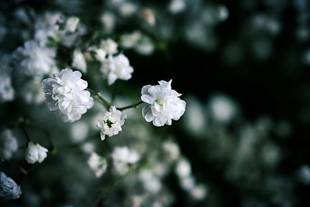 selective focus photo of white petaled flowers thumbnail