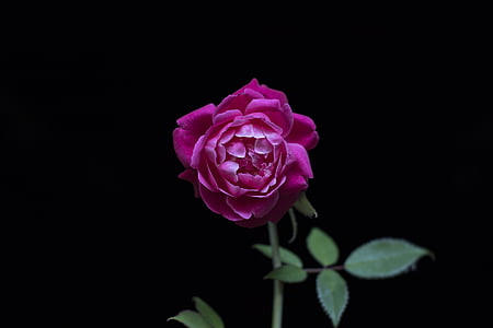 purple rose flower thumbnail
