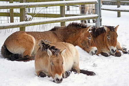 three brown donkey lying on snowfield near wooden fences thumbnail