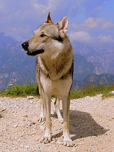 adult white and gray wolf standing on brown soil thumbnail