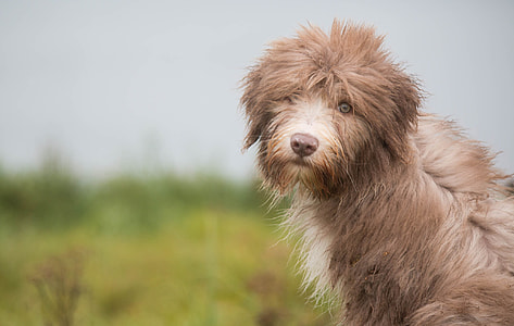 tilt shift photography of long-coat dog thumbnail