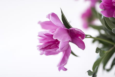 pink petaled flower thumbnail