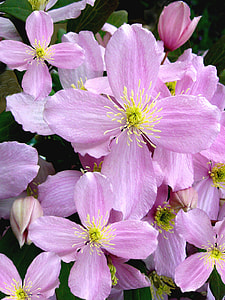close-up photo of purple petaled flowers thumbnail