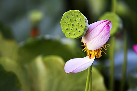 dept of fiend photography of lotus pod with flower thumbnail