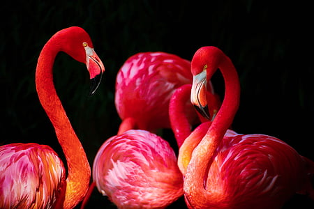 four Flamingos thumbnail