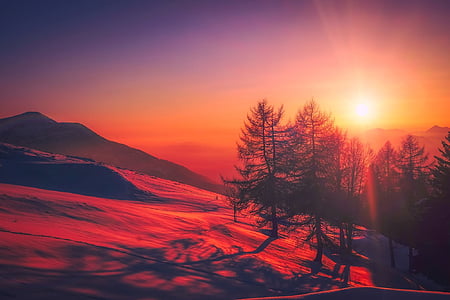 trees during sunset thumbnail