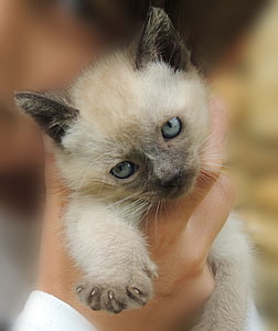 person holding short-fur white and black kitten thumbnail
