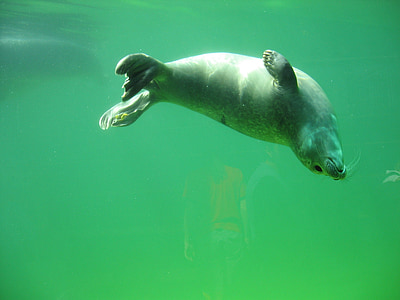 gray seal thumbnail
