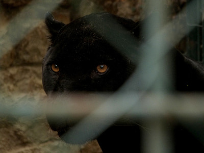 black panther thumbnail