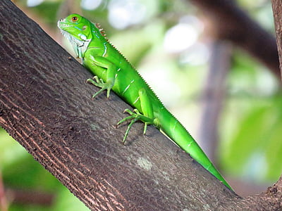 closeup photography of green iguana on brown tree branch thumbnail