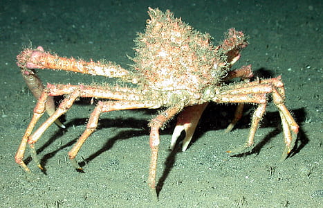 close-up photo of brown and green crab thumbnail