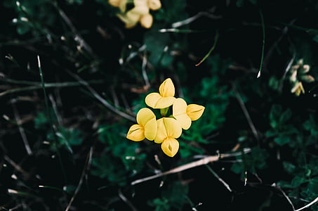 yellow-petaled flowers thumbnail