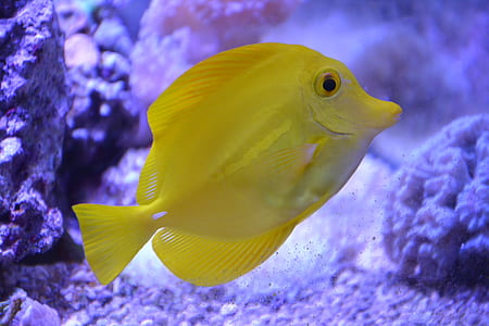 yellow discus fish thumbnail