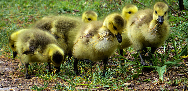 macro photography of six yellow ducklings during daytime thumbnail