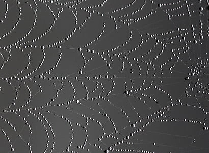 close up photo of spider web with dew drops thumbnail
