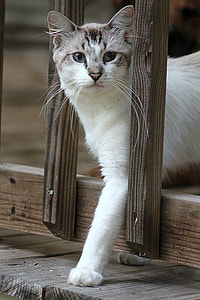short-haired white cat on wooden fence thumbnail