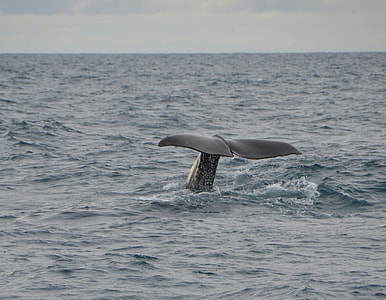 humpback whale thumbnail