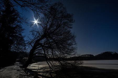 bare tree and lake thumbnail