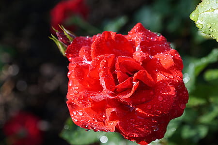 selective focus photography of red rose flower with water dew during daytime thumbnail