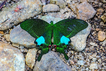 green butterfly on brown stones thumbnail