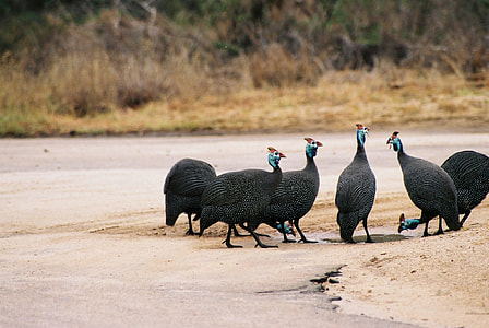 Guinea-Fowl, Kruger National Park thumbnail