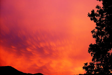 silhouette of trees during dusk thumbnail