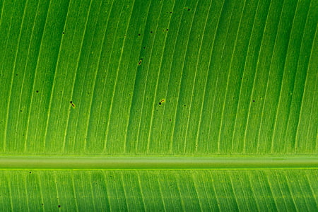 green banana leaf thumbnail