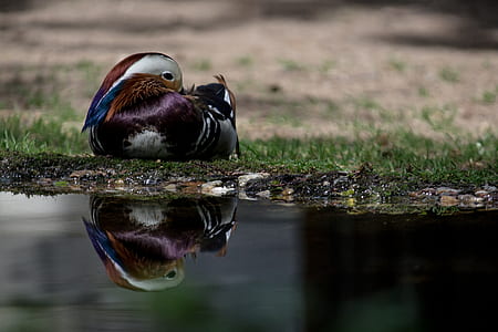 close up photography of black bird near body of water thumbnail