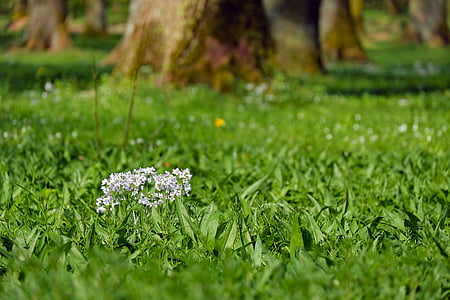 white petaled flowers on green grass field thumbnail
