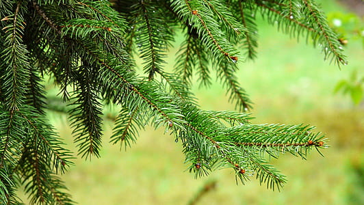 closeup photo of tree thumbnail