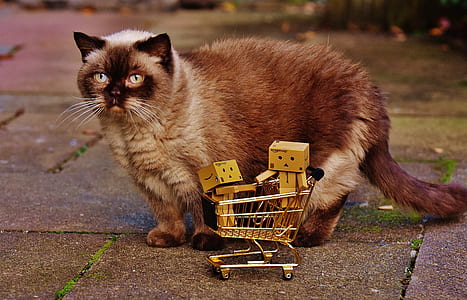 brown cat thumbnail