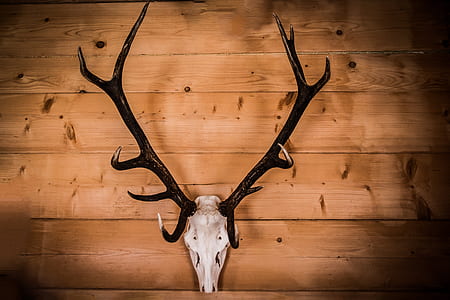 white deer skull with black antler wall decor mounted on brown woodeen wall thumbnail
