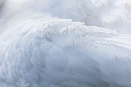 feather background thumbnail