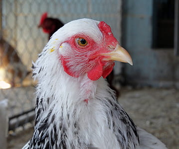 closeup photography of white and black rooster thumbnail