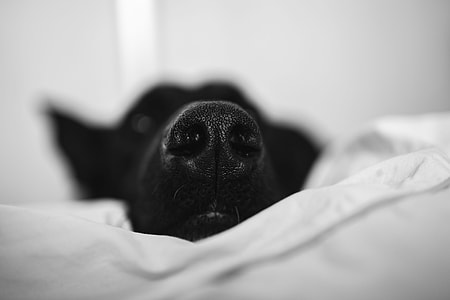 Adorable black dog thumbnail