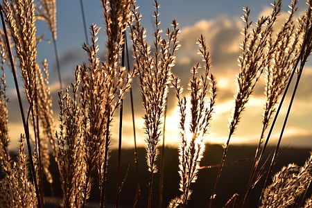 brown barley plant close-up photography thumbnail