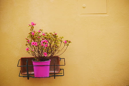 pink flowers on pink pot thumbnail