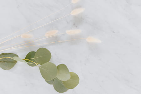 Dried flowers and eucalyptus on white marble thumbnail