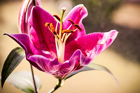 shallow focus photography of flower thumbnail