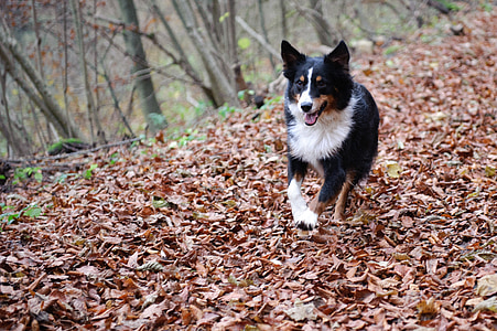 adult black, white, and brown Australian shepherd walking on dried leaves ground at daytime thumbnail