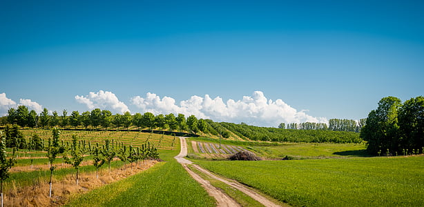 green grass field thumbnail