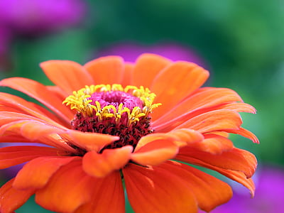 orange-petaled flower on bloom thumbnail