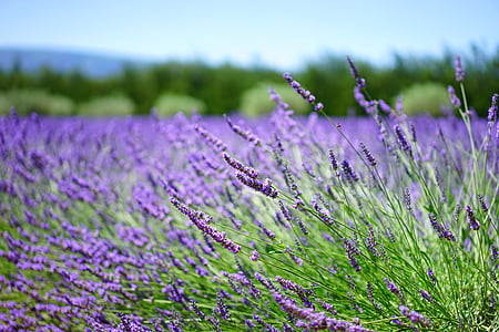 purple lavender flower field at daytime thumbnail