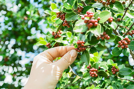 person picking berries thumbnail